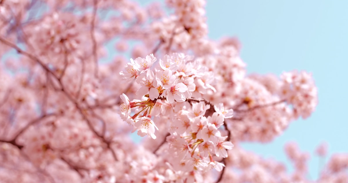 Cherry blossoms in Japan during spring season