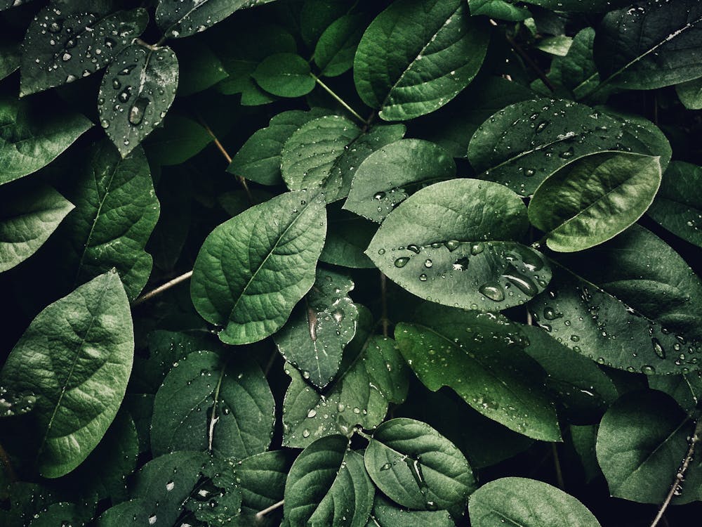 Fukui Japan
