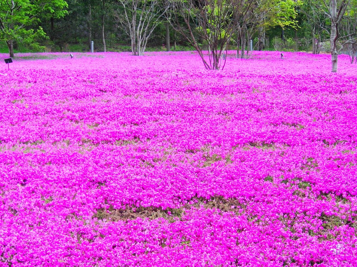 A vast field of pink shibazakura moss phlox in bloom, like Hitsujiyama Park in Chichibu, Saitama