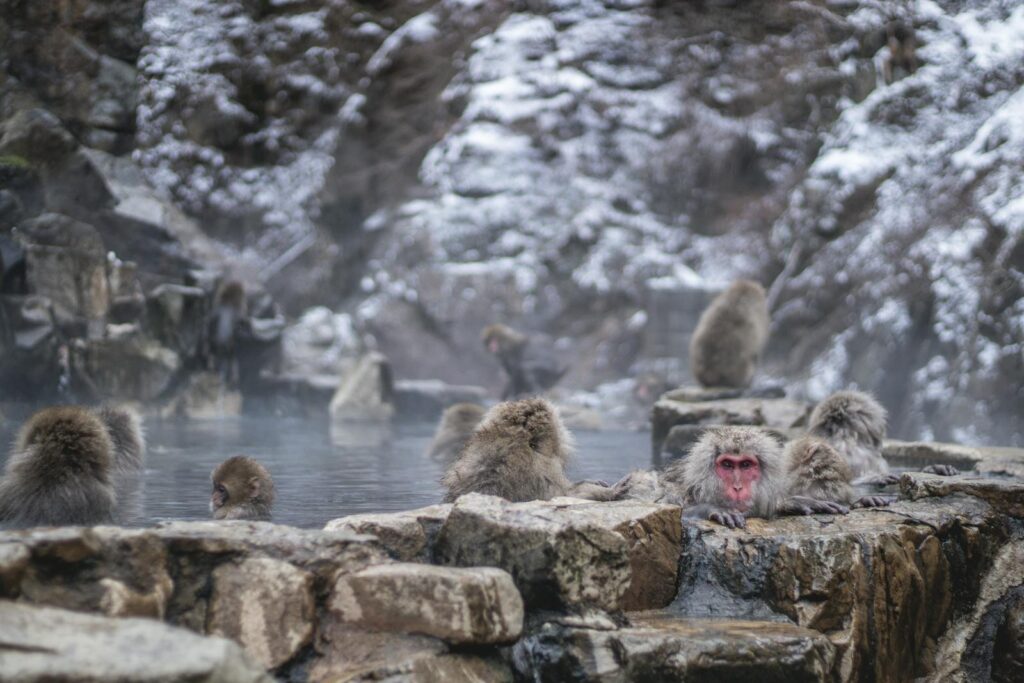 Wild snow monkeys bathing in a steaming hot spring in winter at Jigokudani Monkey Park, Nagano