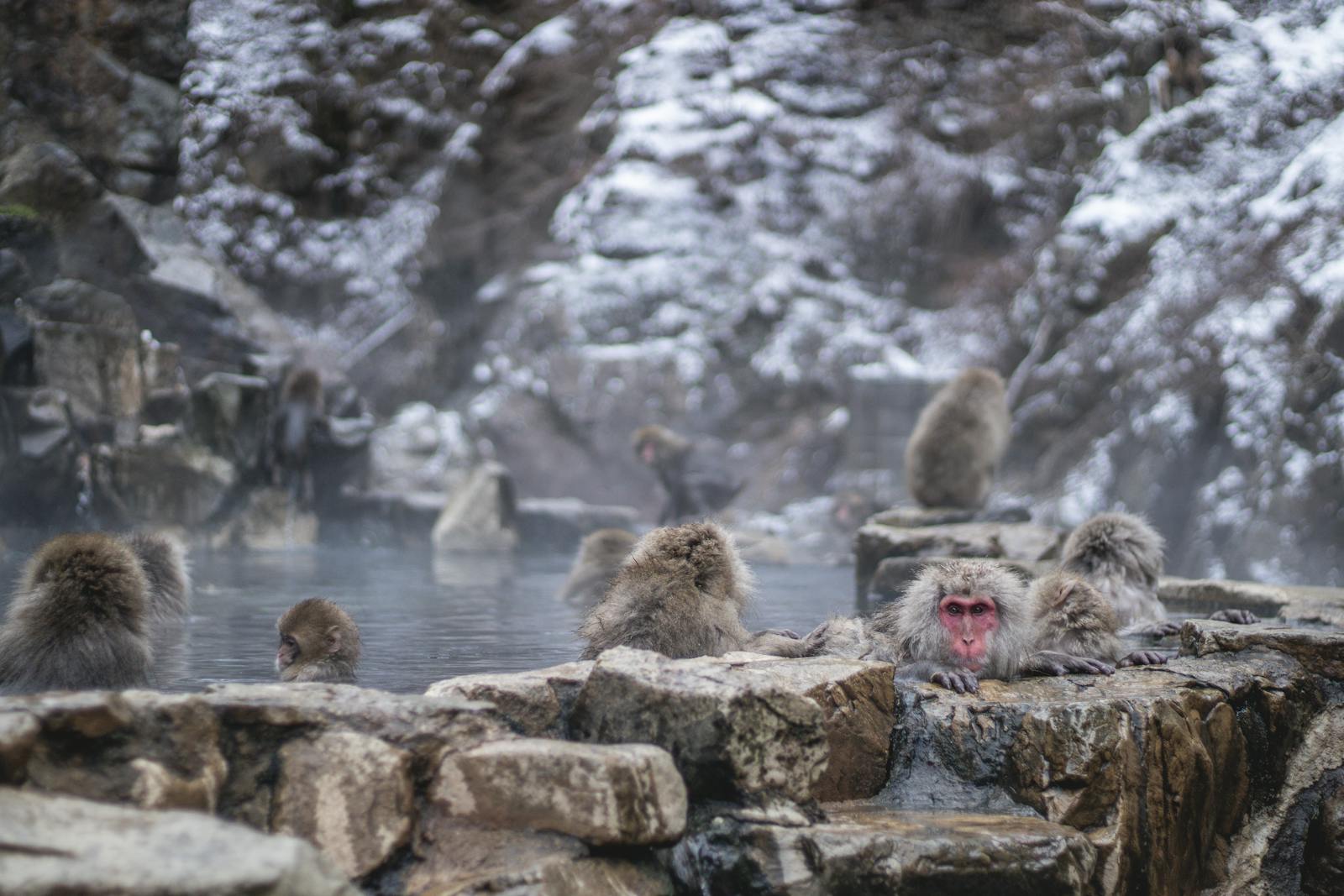 Wild snow monkeys bathing in a steaming hot spring in winter at Jigokudani Monkey Park, Nagano