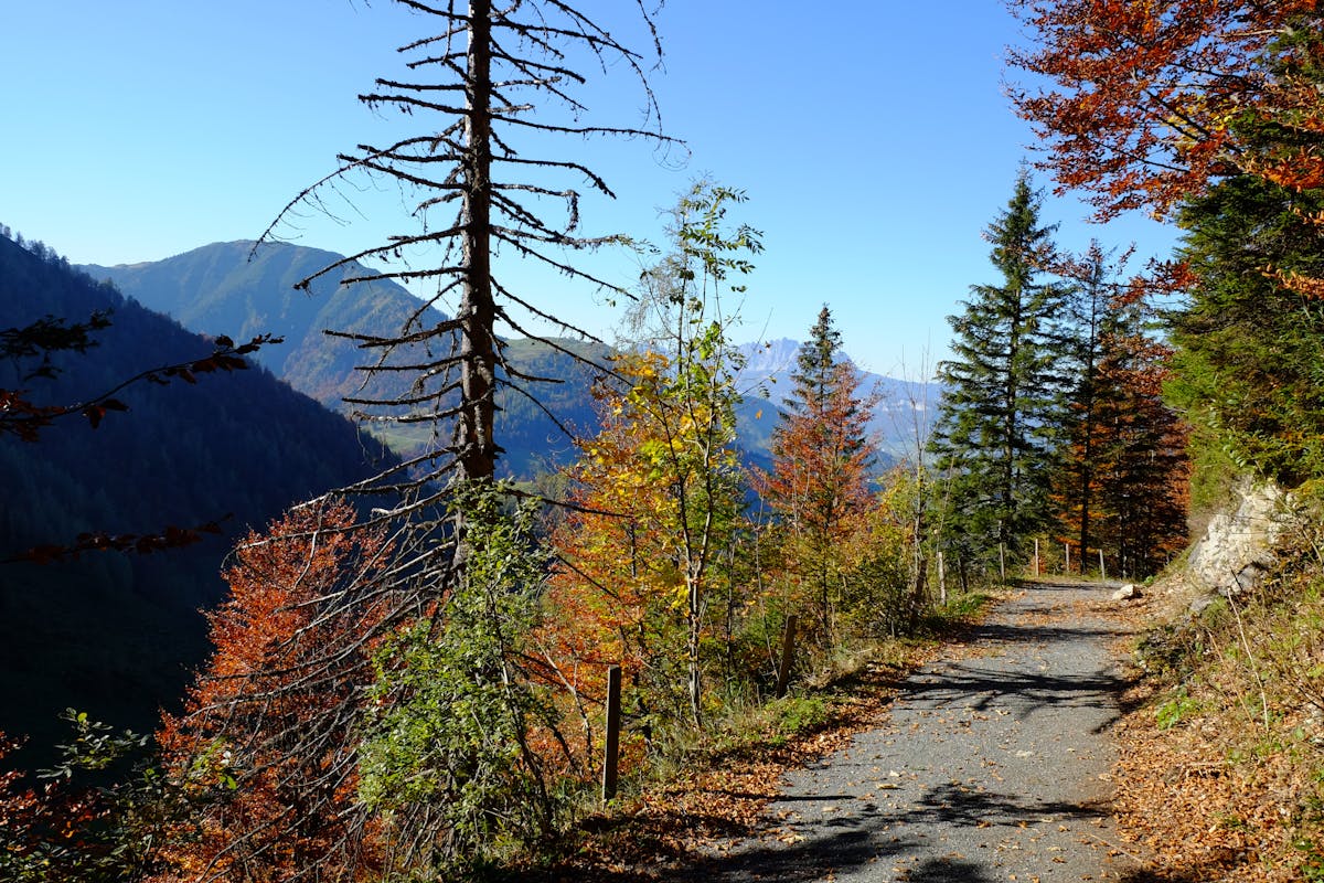 A serene mountain path winding through colorful autumn trees on Mount Daisen