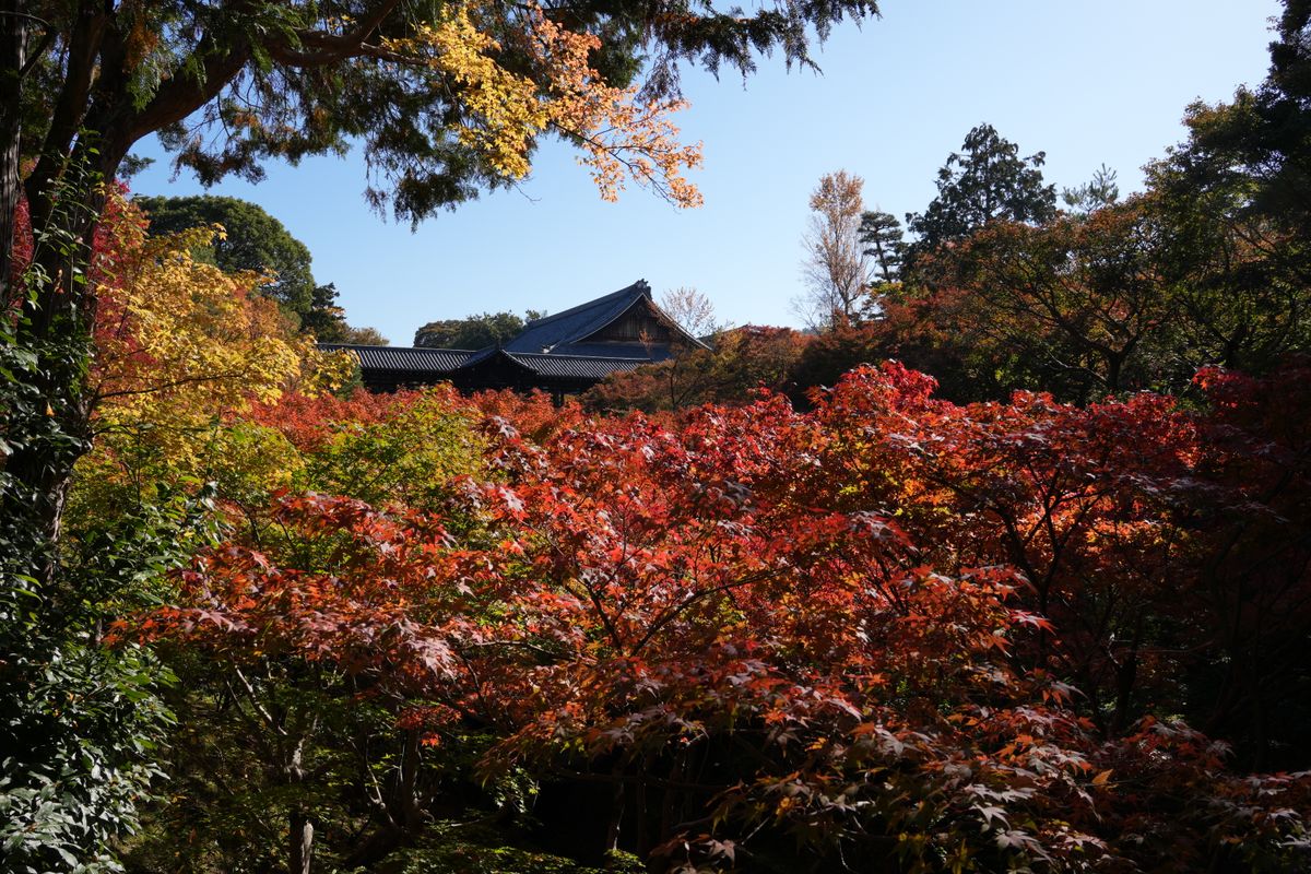 A small temple hall surrounded by vibrant autumn foliage on a forested mountainside