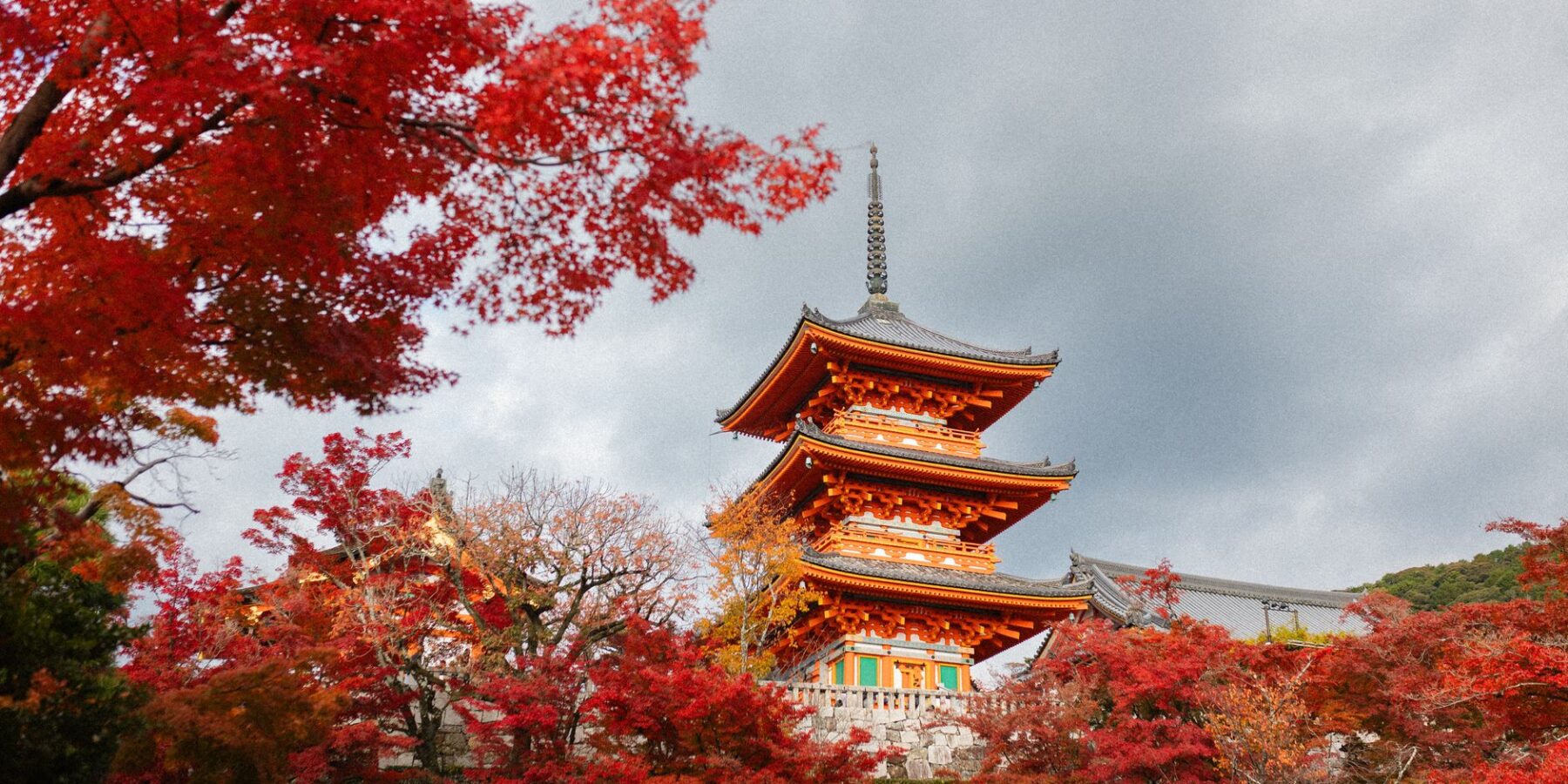 Red autumn maple leaves at a temple in Kyoto