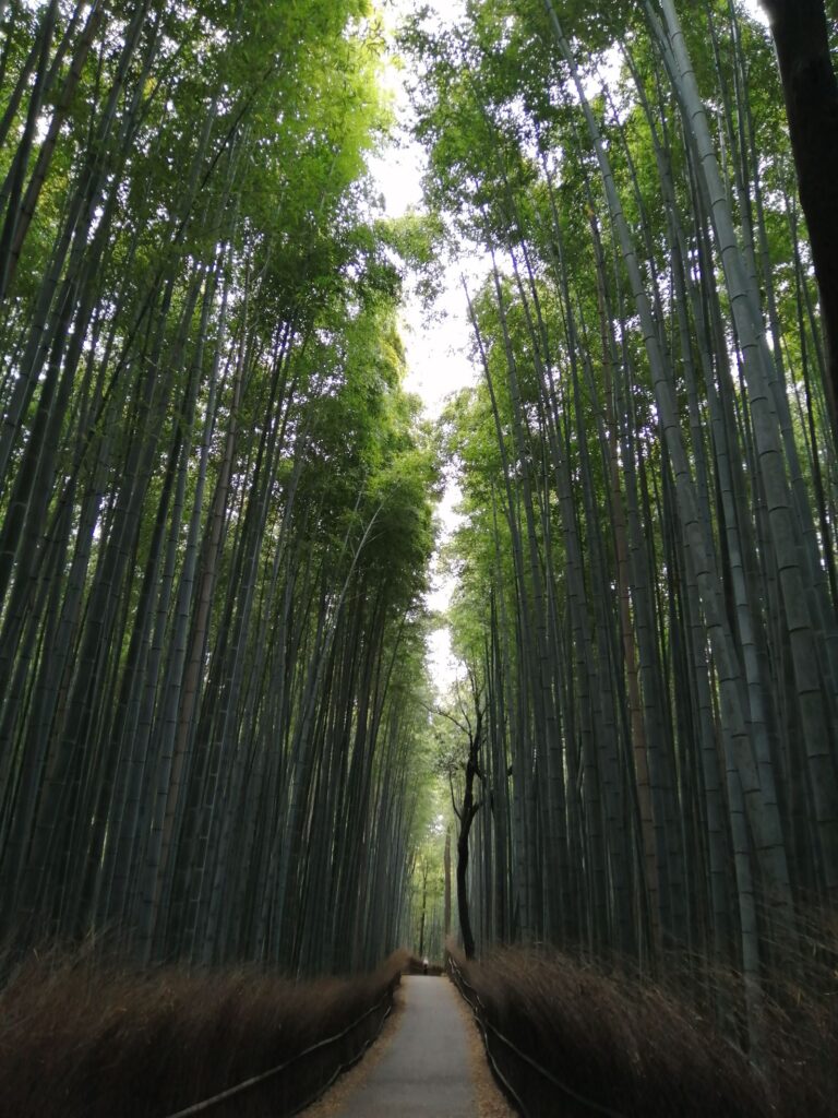 A narrow path through the tall green stalks of the Arashiyama Bamboo Grove in Kyoto