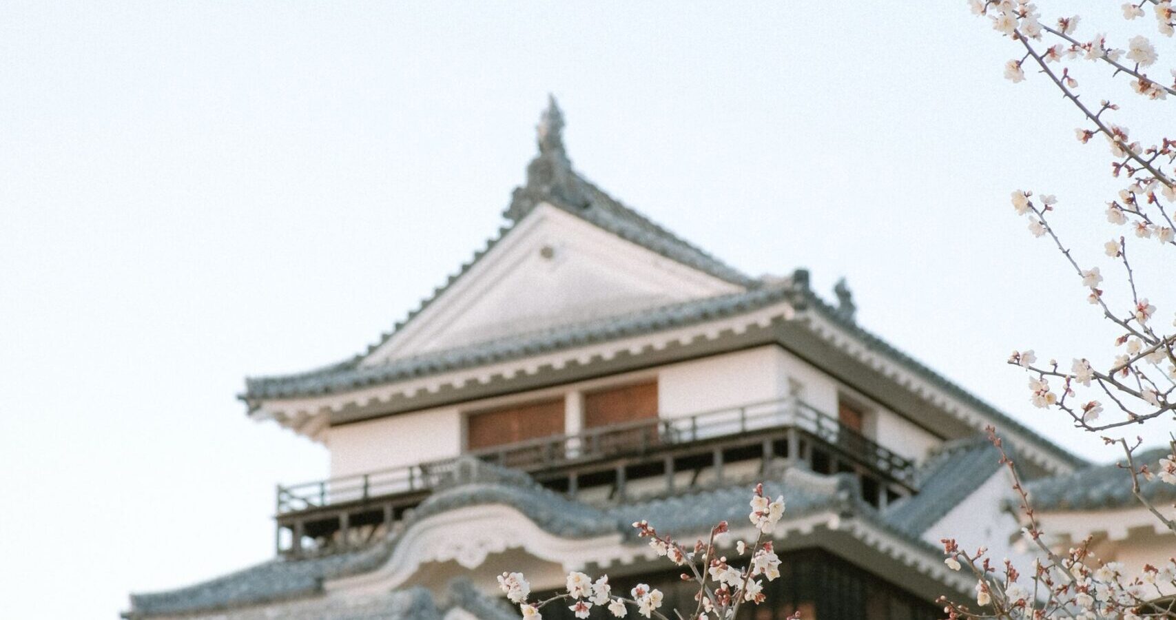 Matsuyama Castle with cherry blossoms in Ehime, Japan