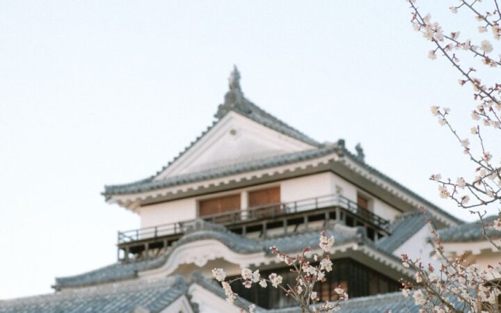 Matsuyama Castle with cherry blossoms in Ehime, Japan