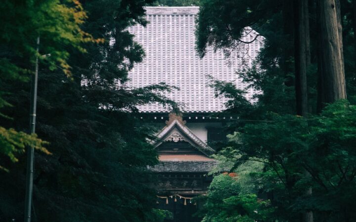 Visitors with umbrellas approaching a Japanese temple through tall cedar trees