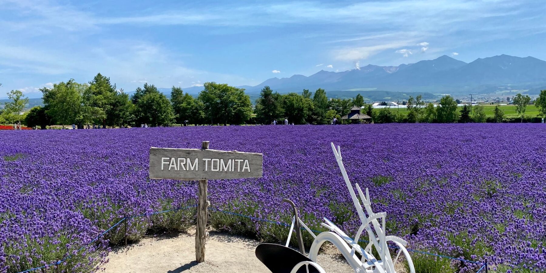 Purple lavender fields at Farm Tomita with mountains behind, Furano, Hokkaido