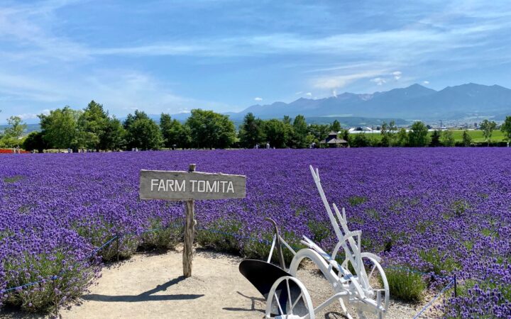 Purple lavender fields at Farm Tomita with mountains behind, Furano, Hokkaido