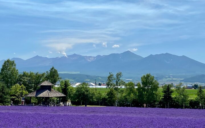 Purple lavender fields with the Tokachi mountains in Nakafurano, Hokkaido, Japan
