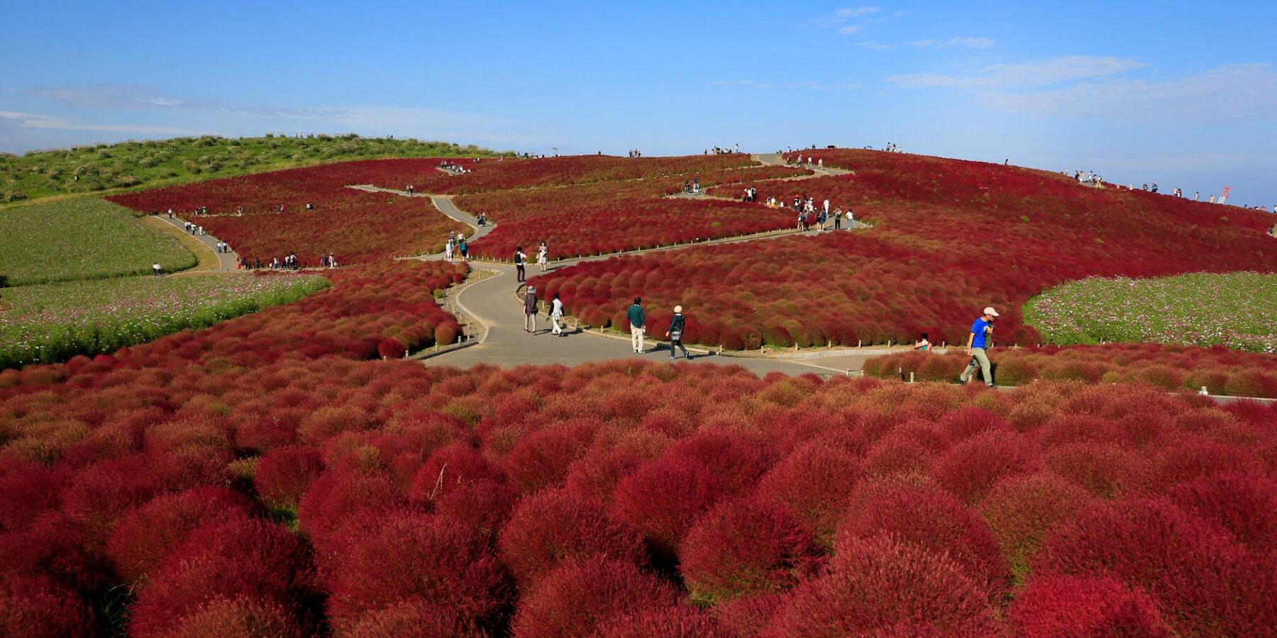 Red kochia bushes covering the hill at Hitachi Seaside Park, Ibaraki