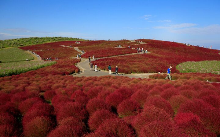 Red kochia bushes covering the hill at Hitachi Seaside Park, Ibaraki