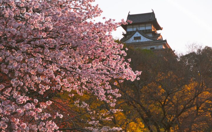 Inuyama Castle behind cherry blossoms in spring, Aichi