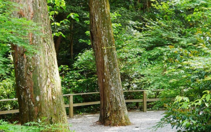 Gravel path through the sacred cedar forest of Ise Jingu, Mie Prefecture