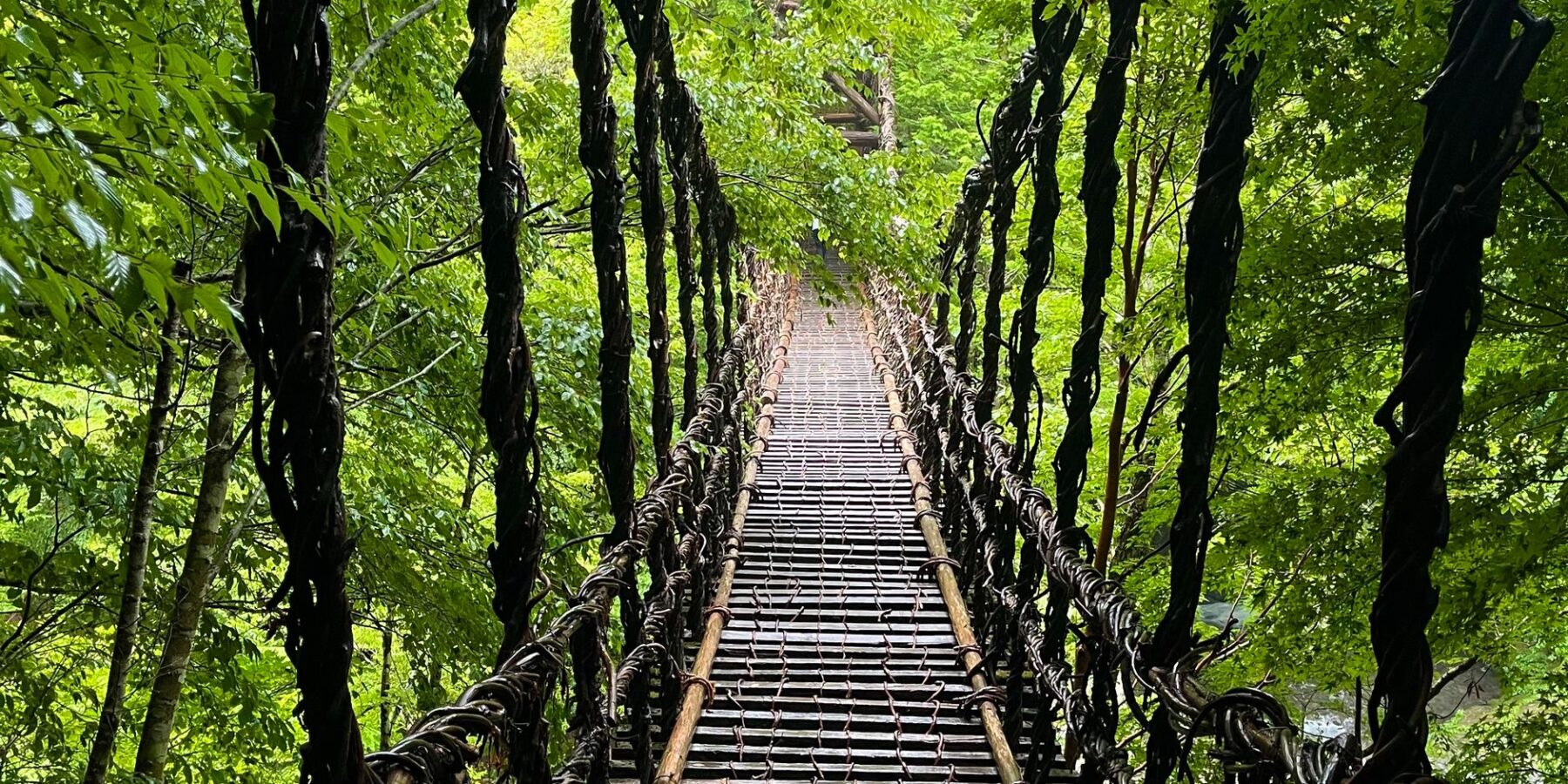 Iya Kazurabashi vine bridge in the green Iya Valley, Tokushima