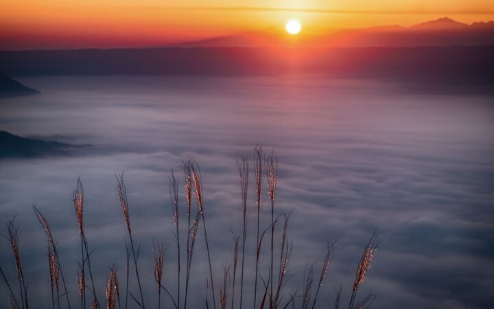 Sunrise over a sea of clouds and pampas grass in the Aso area of Kumamoto