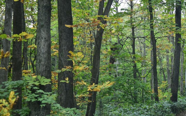 Beech forest with turning leaves in Towada, Aomori Prefecture