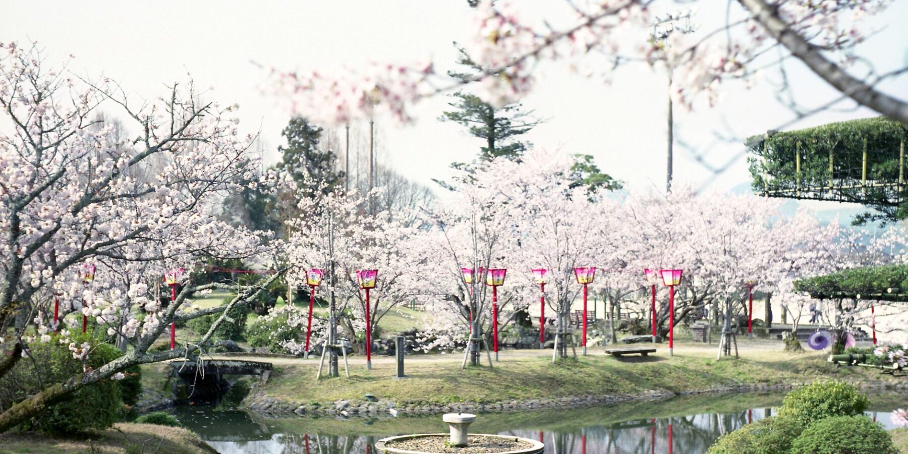 Cherry blossoms reflected in a garden pond in Saga City, Saga Prefecture
