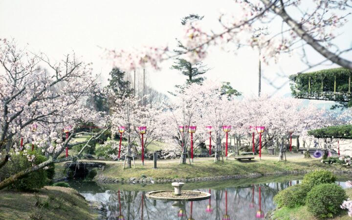 Cherry blossoms reflected in a garden pond in Saga City, Saga Prefecture