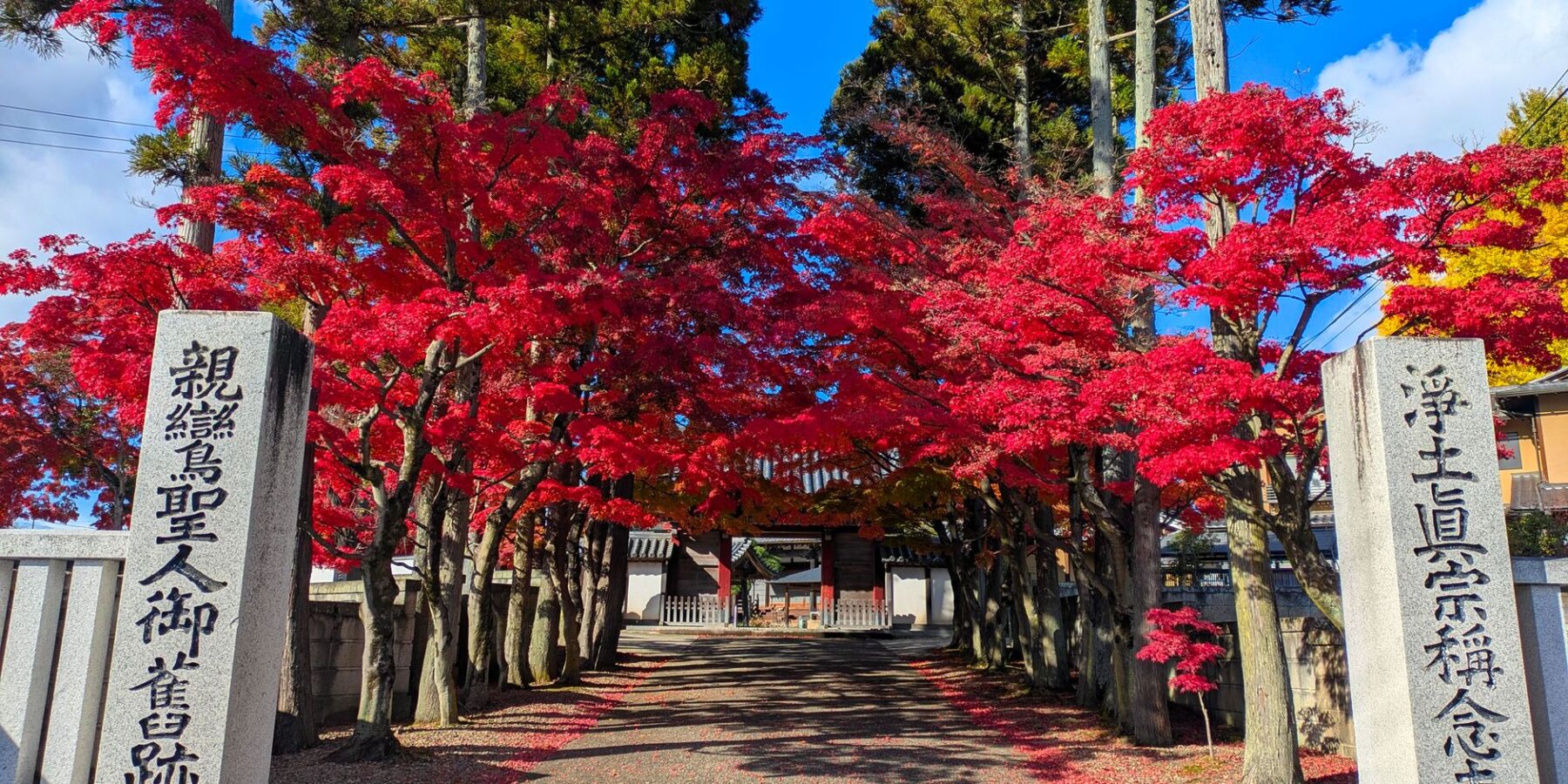 Red autumn maples lining the approach to Shonen-ji Temple in Sendai, Miyagi