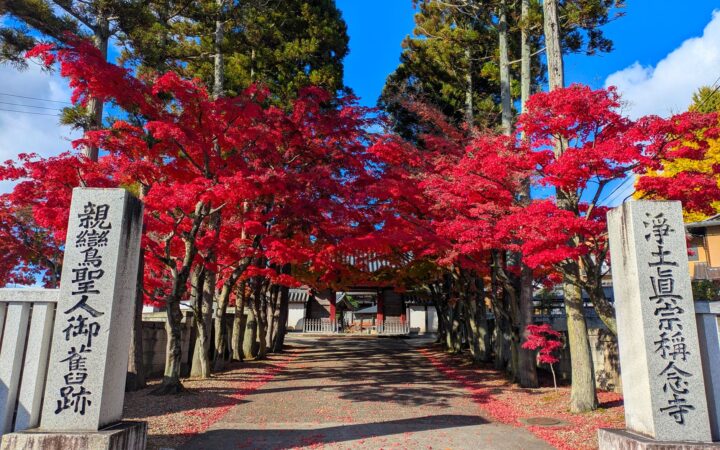 Red autumn maples lining the approach to Shonen-ji Temple in Sendai, Miyagi
