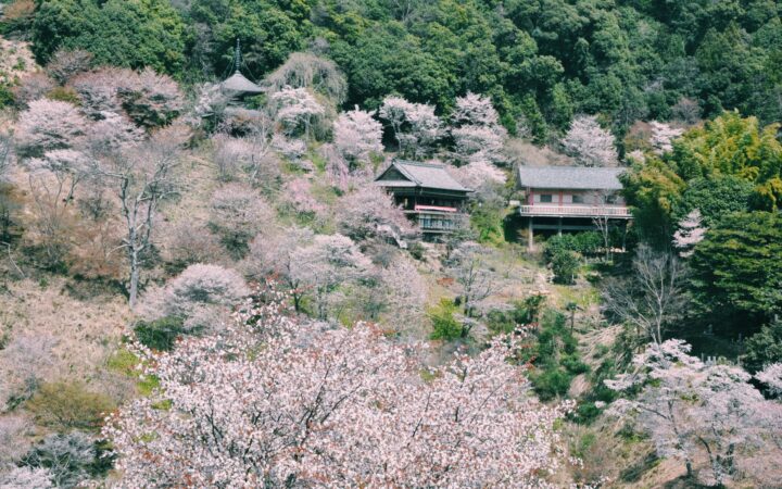 Mountain cherry blossoms and old temple buildings on the slopes of Yoshino, Nara Prefecture